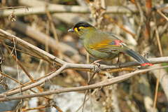 Bugun Liocichla photo 1