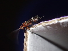 Gelis tenellus