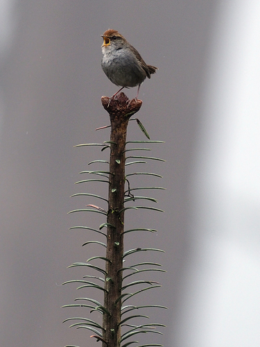Grey-sided Bush Warbler (Cettia brunnifrons), photo 8