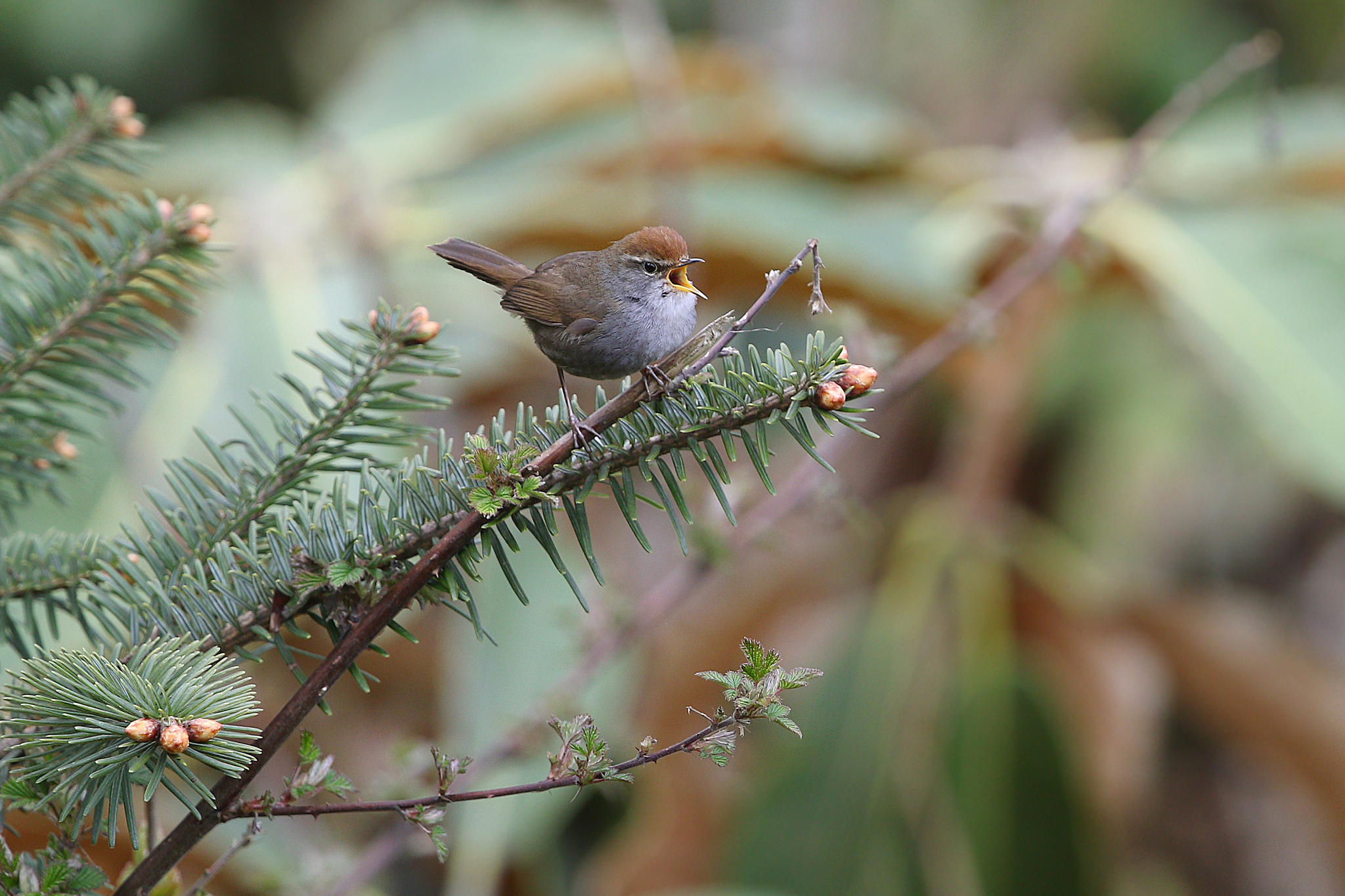 Grey-sided Bush Warbler