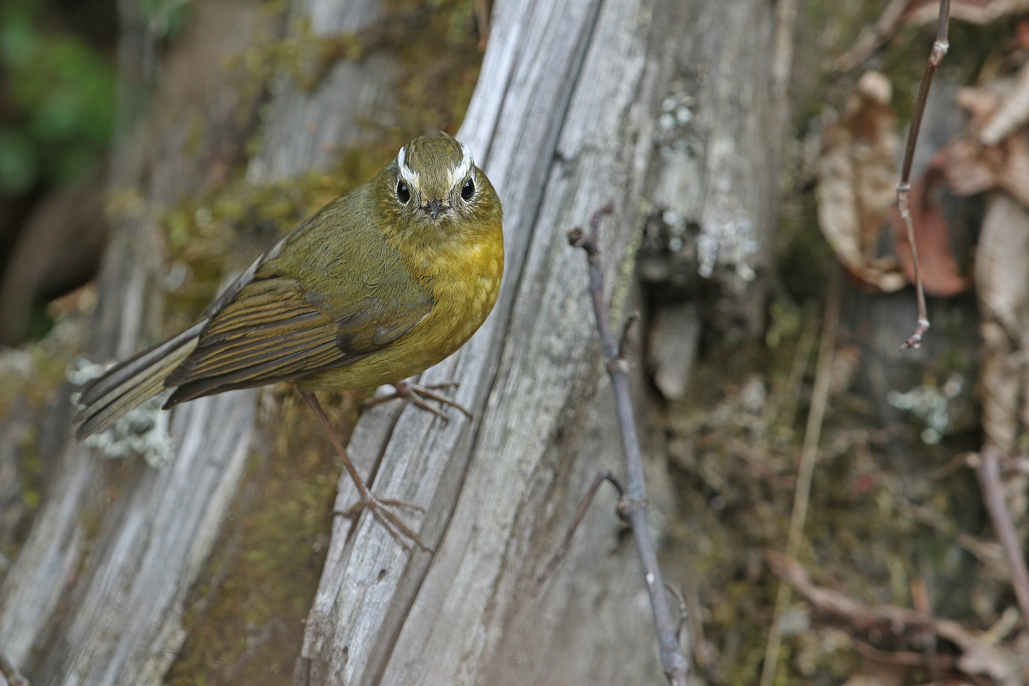 White-browed Bush Robin