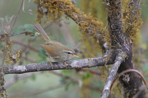Hume's Bush Warbler (Horornis brunnescens)