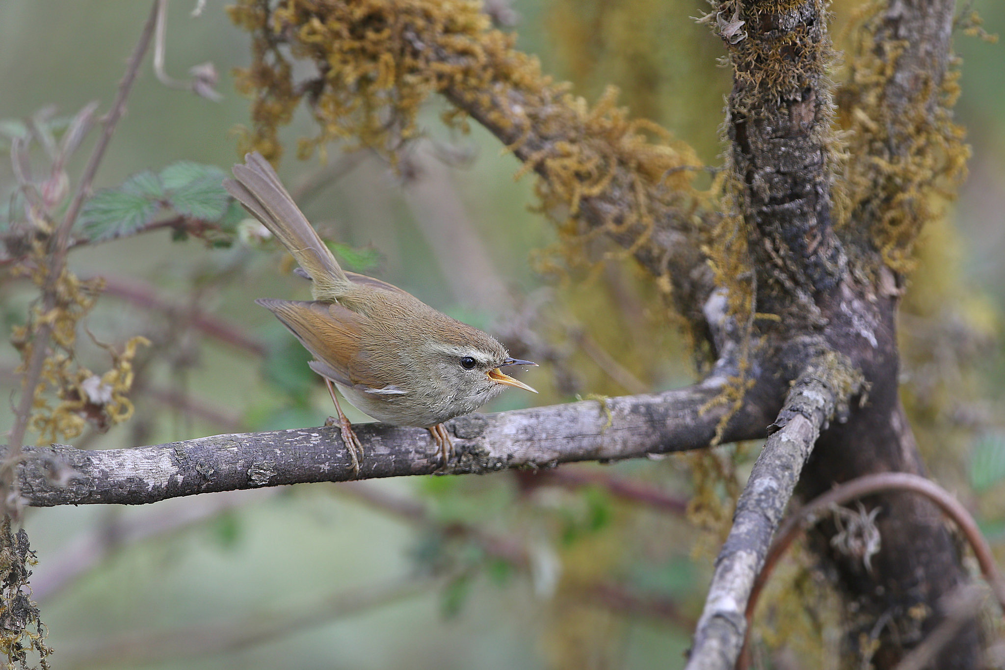 Hume's Bush Warbler