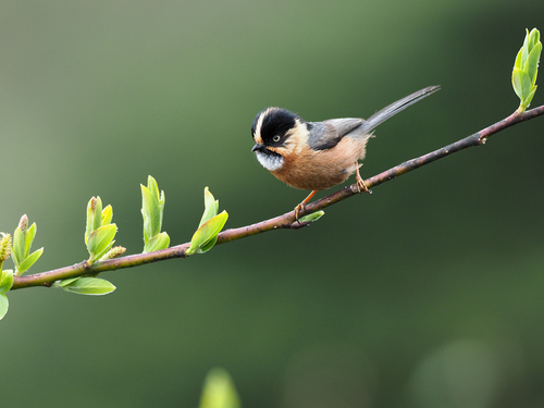 Black-browed Bushtit (Aegithalos iouschistos), photo 7