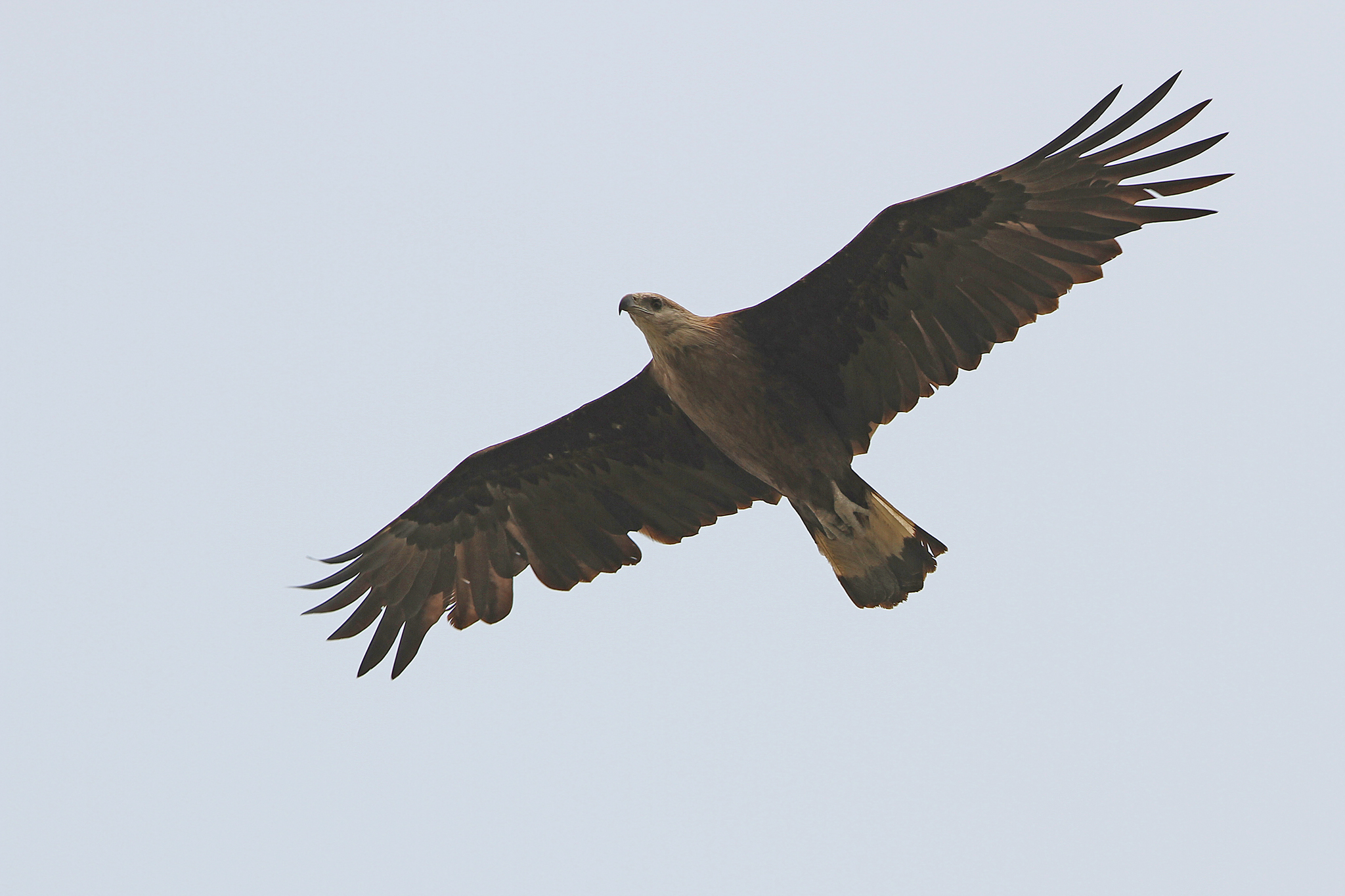 Pallas's Fish Eagle