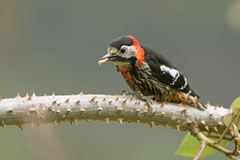 Crimson-Breasted Woodpecker photo 1