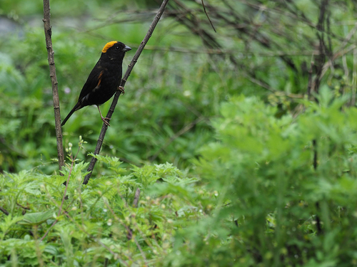 Golden-naped Finch (Pyrrhoplectes epauletta), photo 5