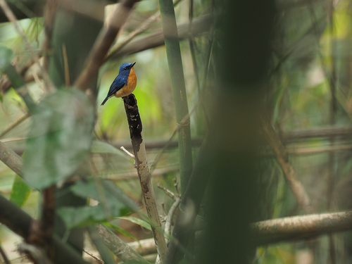 Large Blue Flycatcher (Cyornis magnirostris), photo 6