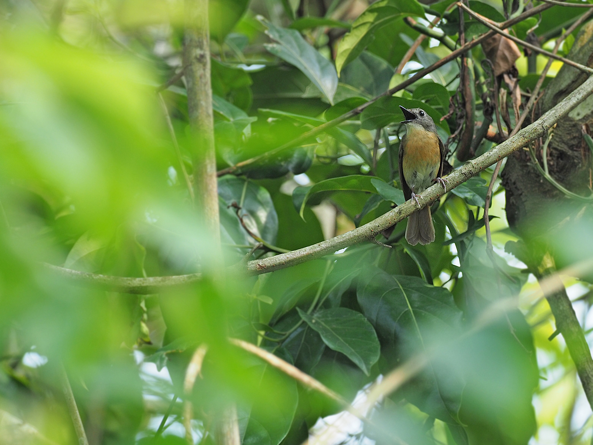 Pale-chinned Flycatcher