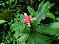 Costus sprucei