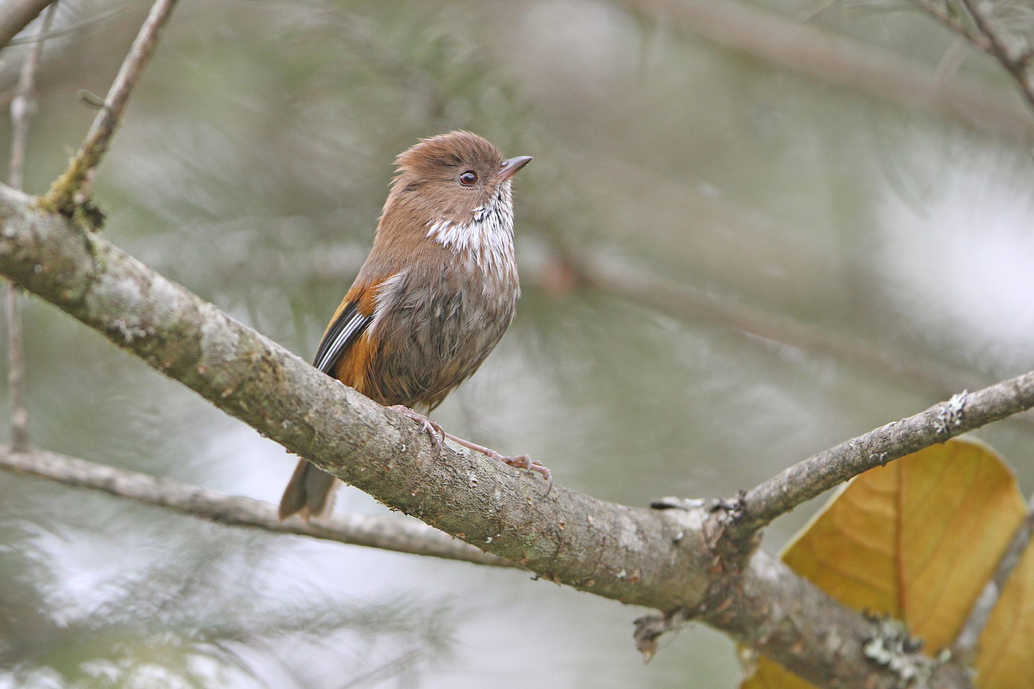 Brown-throated Fulvetta