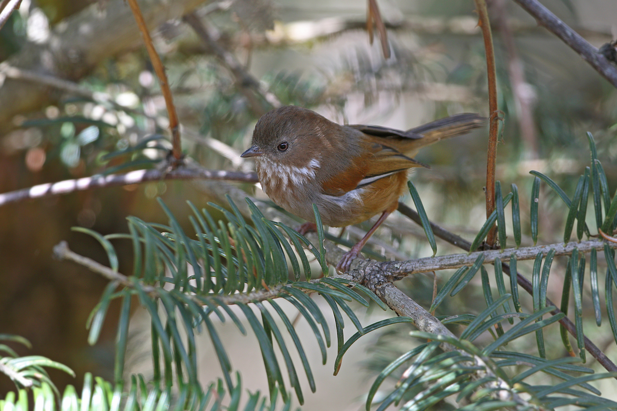 Brown-throated Fulvetta