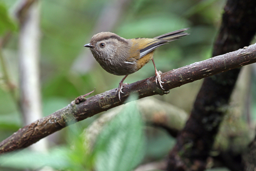 Manipur Fulvetta (Fulvetta manipurensis), photo 7