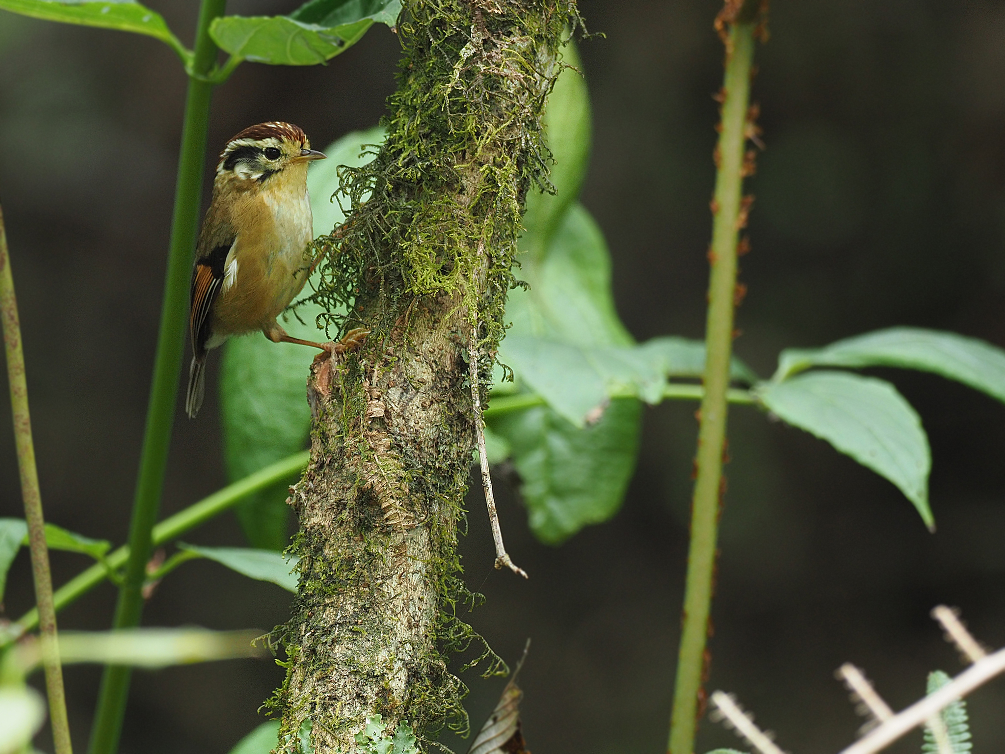 Rufous-winged Fulvetta