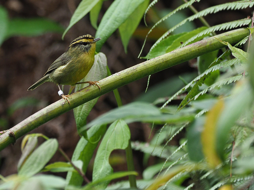 Yellow-throated Fulvetta (Schoeniparus cinereus), photo 3