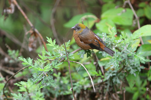 Golden-naped Finch (Pyrrhoplectes epauletta), photo 4
