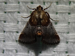 Cacozelia basiochrealis