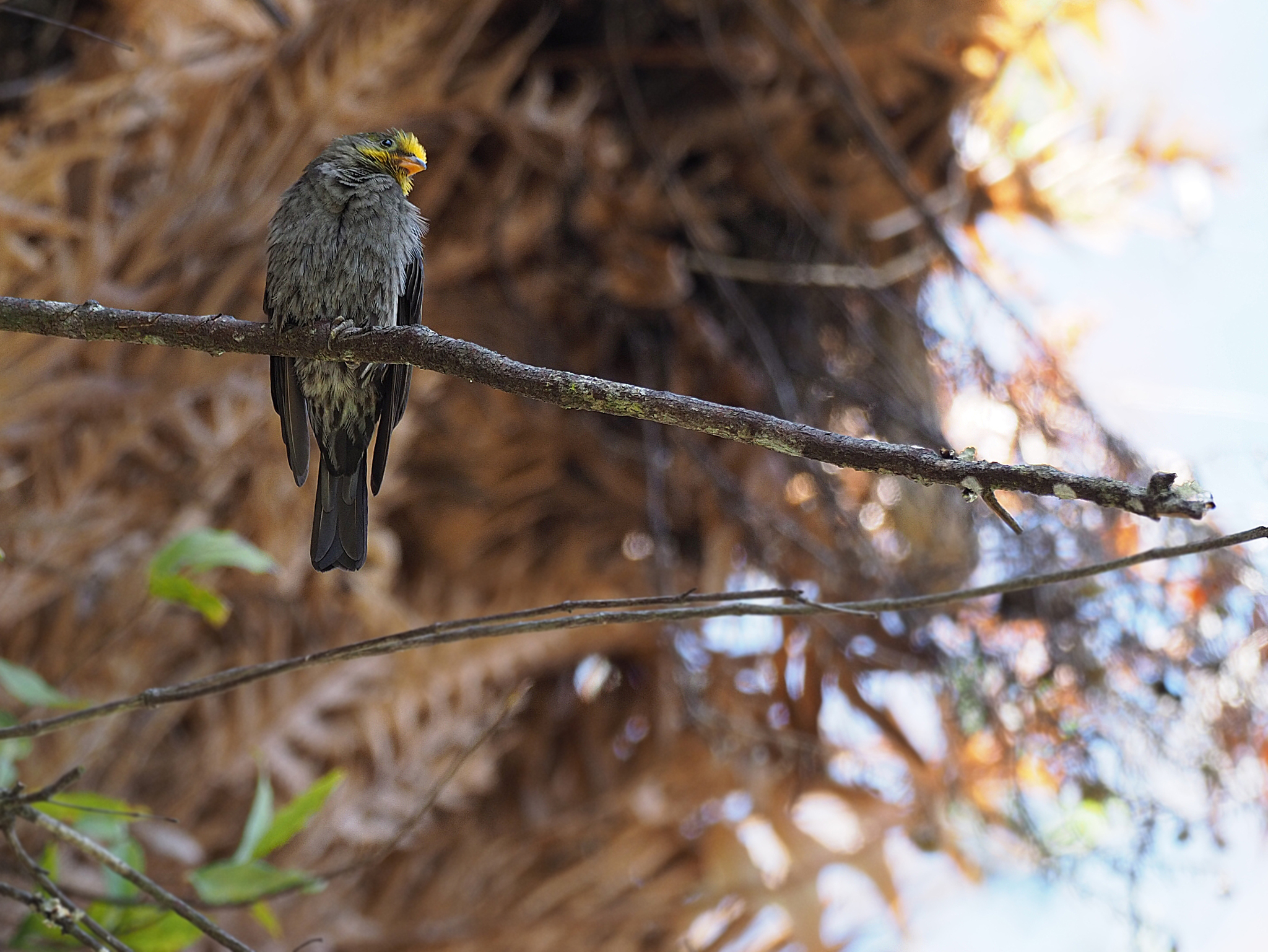 Yellow-rumped Honeyguide