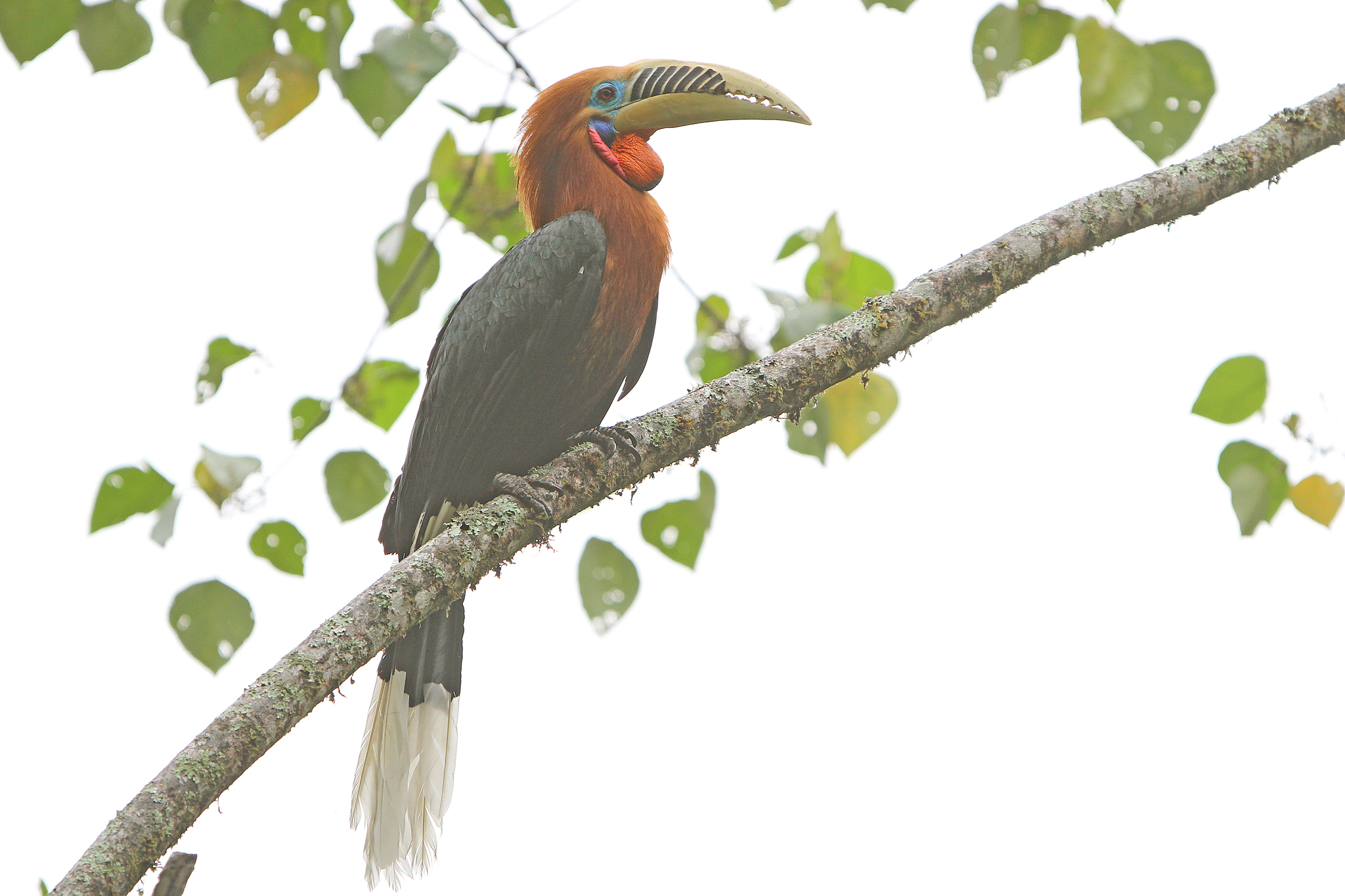 Rufous-necked Hornbill
