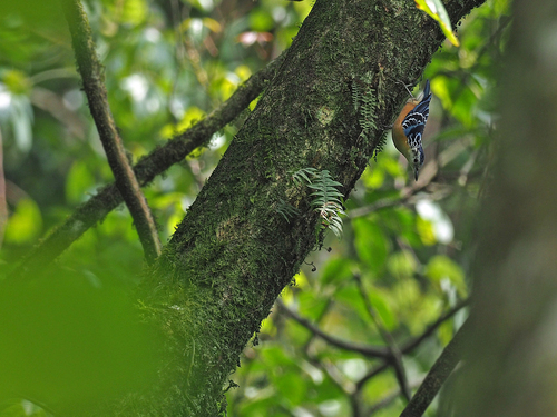 Beautiful Nuthatch (Sitta formosa), photo 3