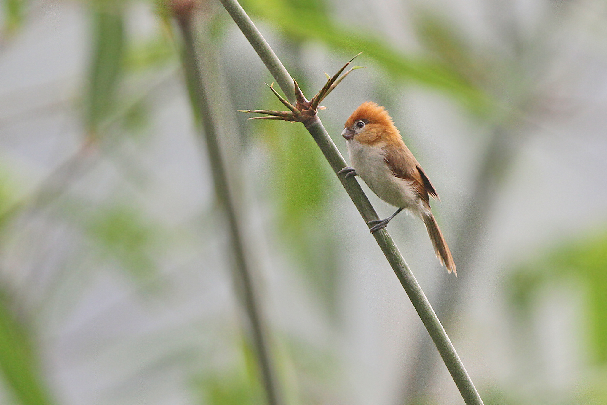 Pale-billed Parrotbill