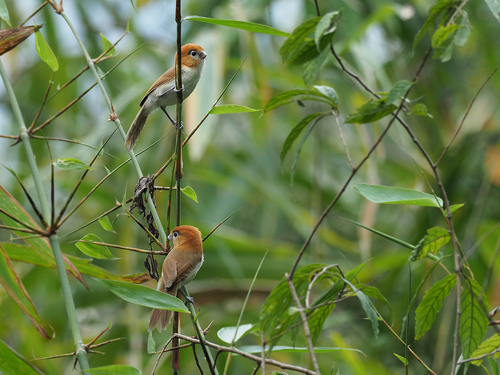 Pale-billed Parrotbill (Suthora atrosuperciliaris), photo 4