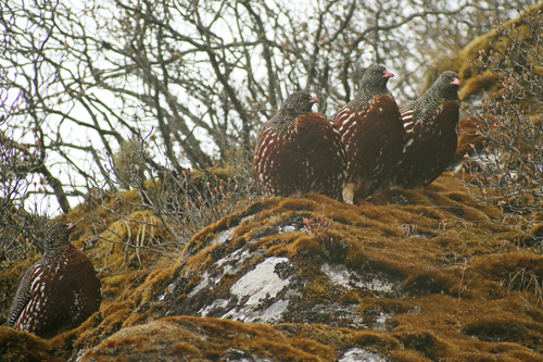 Snow Partridge (Lerwa lerwa), photo 3