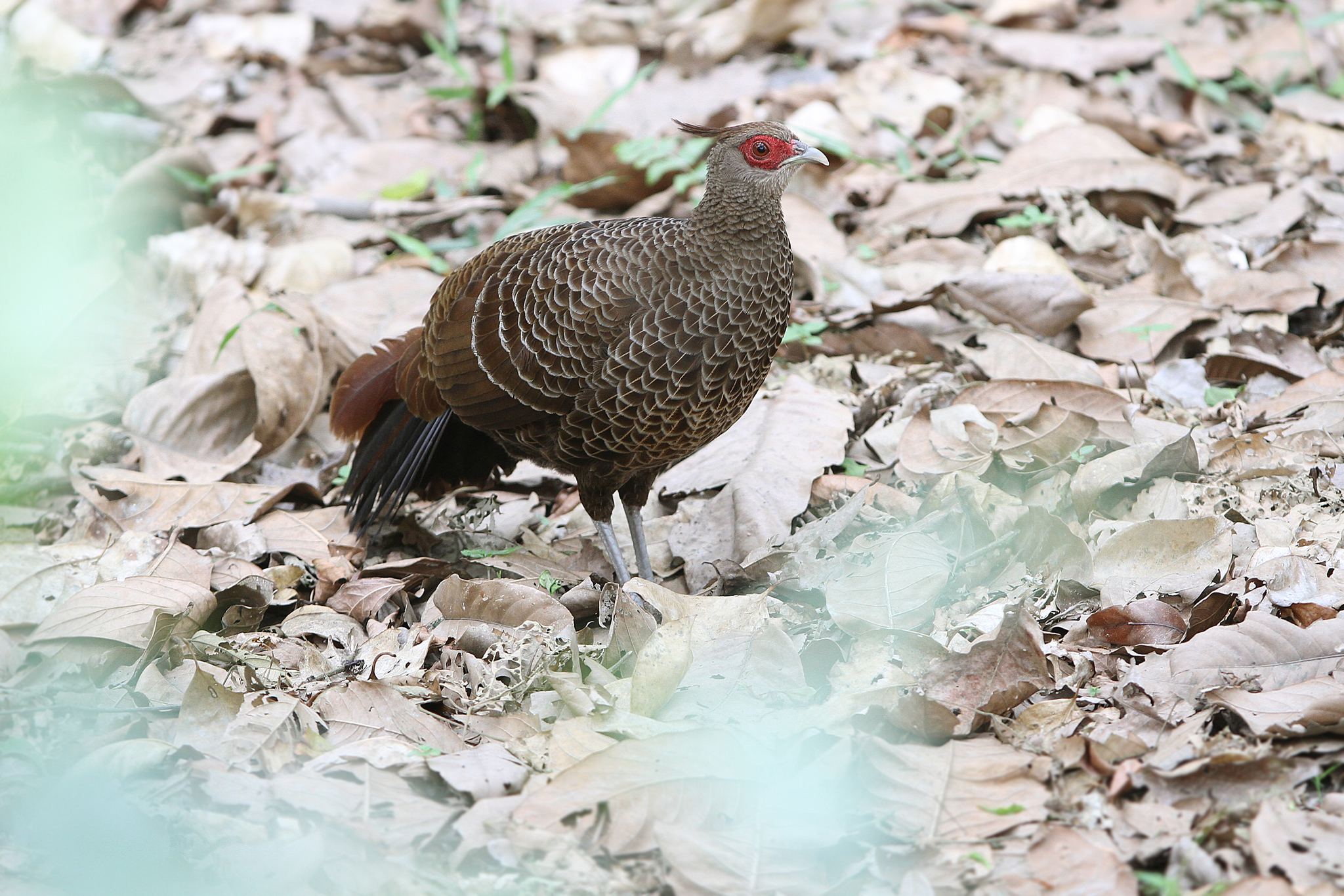 Kalij Pheasant