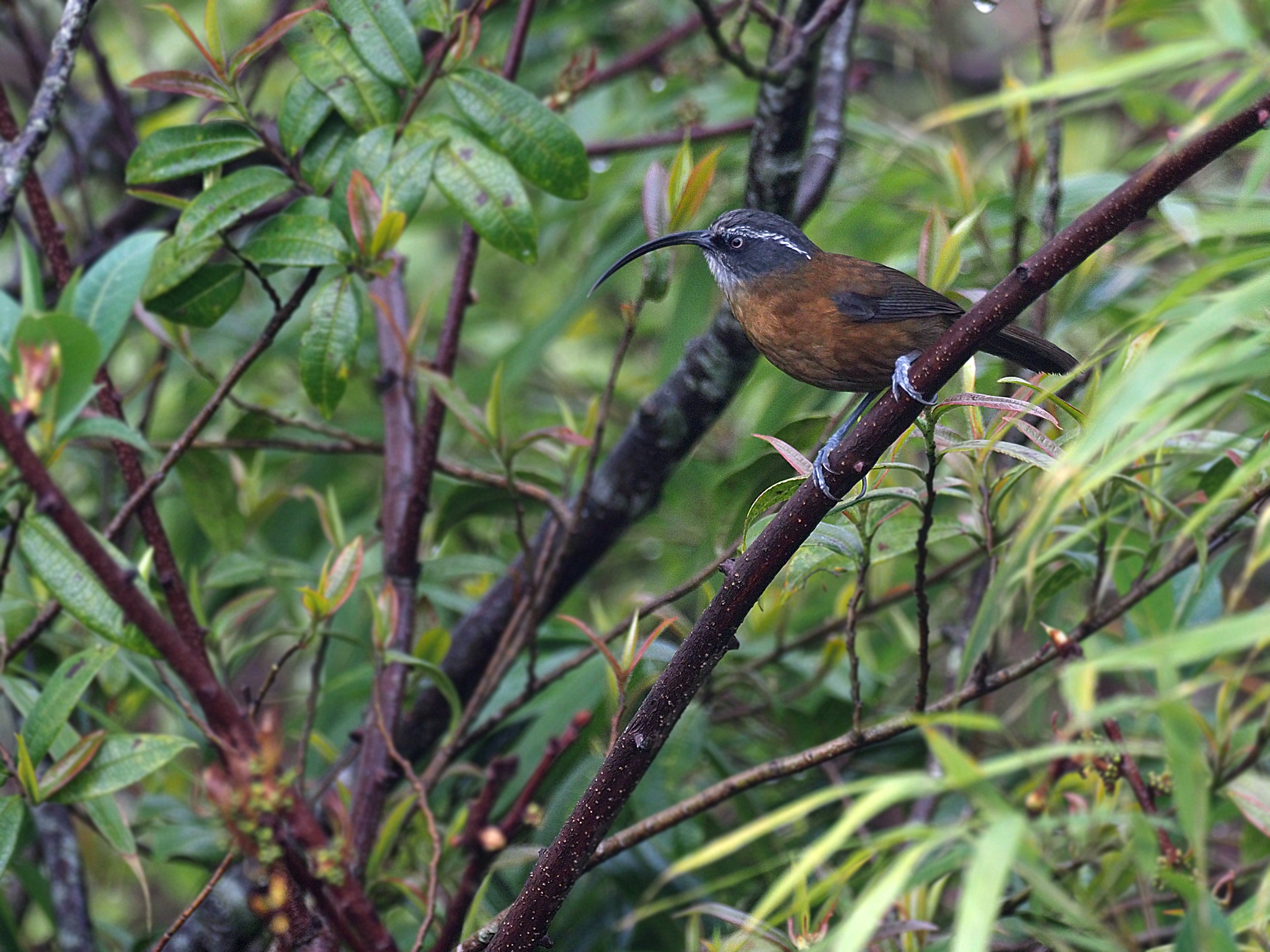 Slender-billed Scimitar Babbler