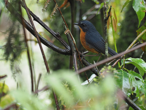 Rusty-bellied Shortwing (Brachypteryx hyperythra), photo 5