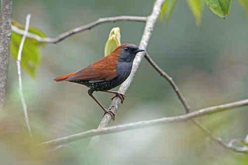 Gould's Shortwing (Heteroxenicus stellatus), photo 4