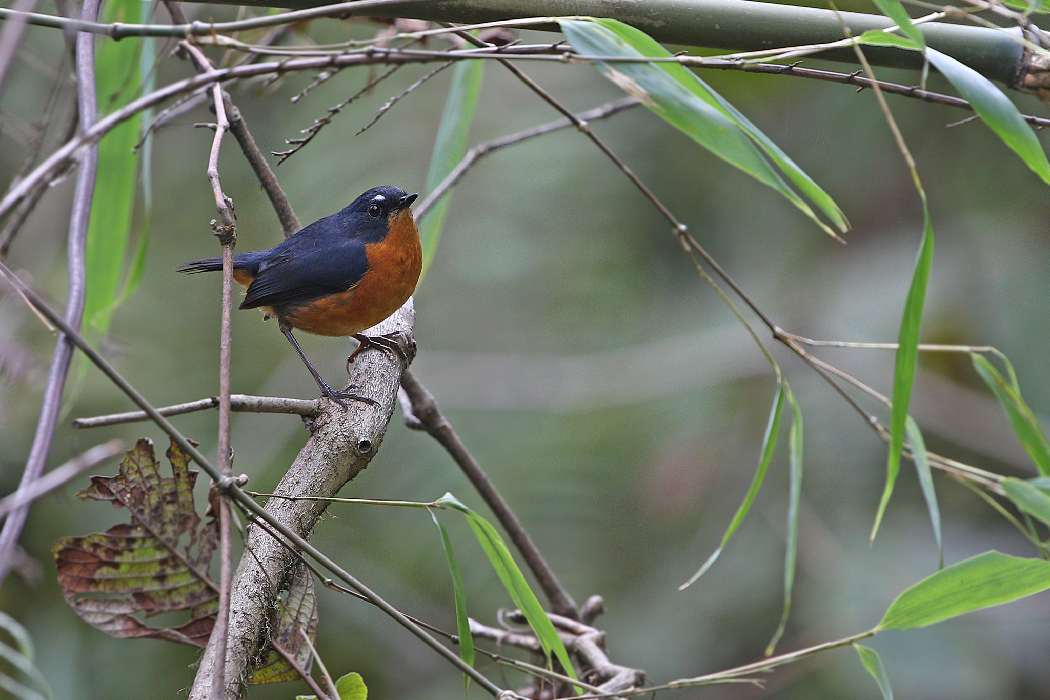 Rusty-bellied Shortwing