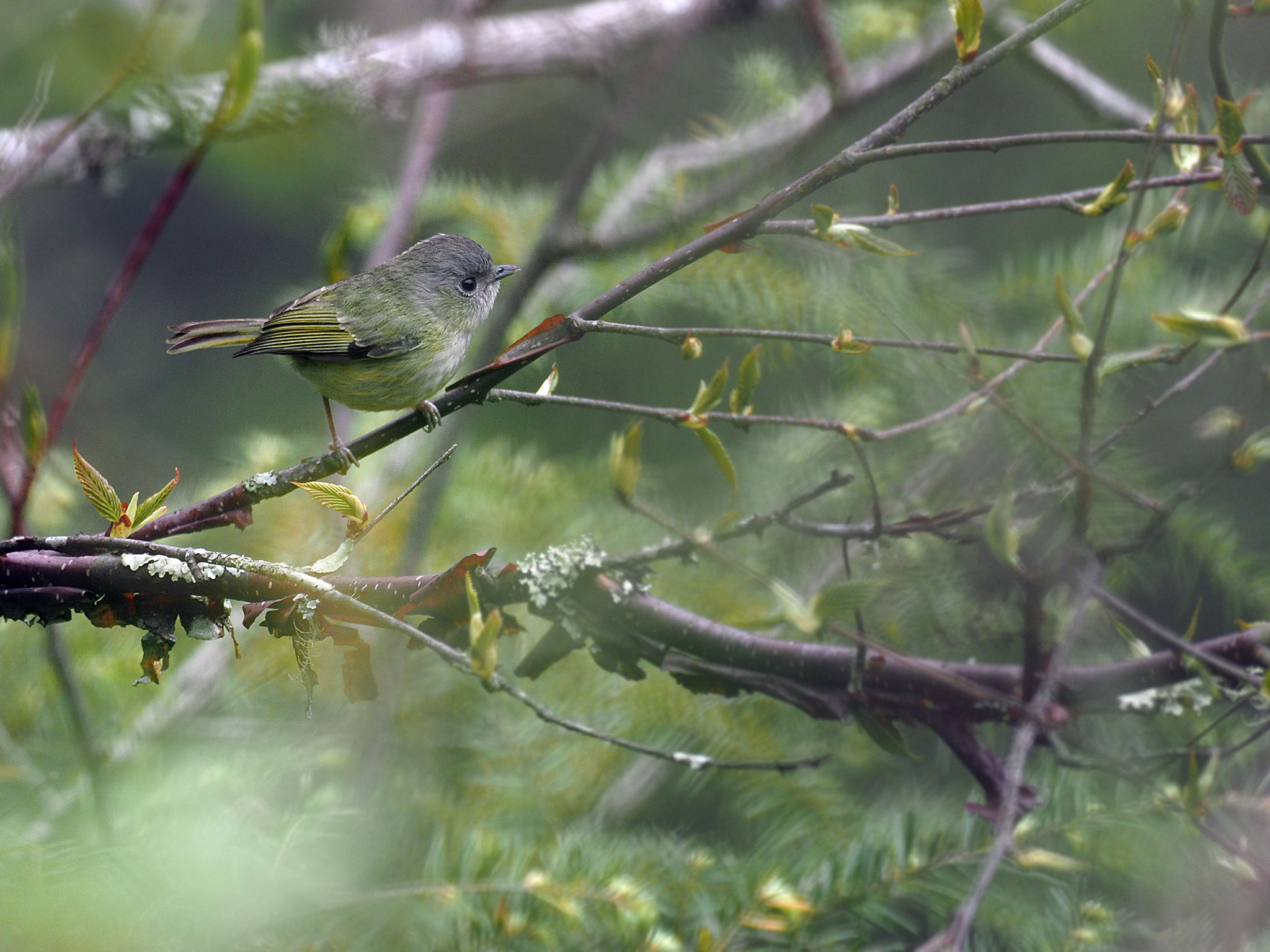 Green Shrike-babbler