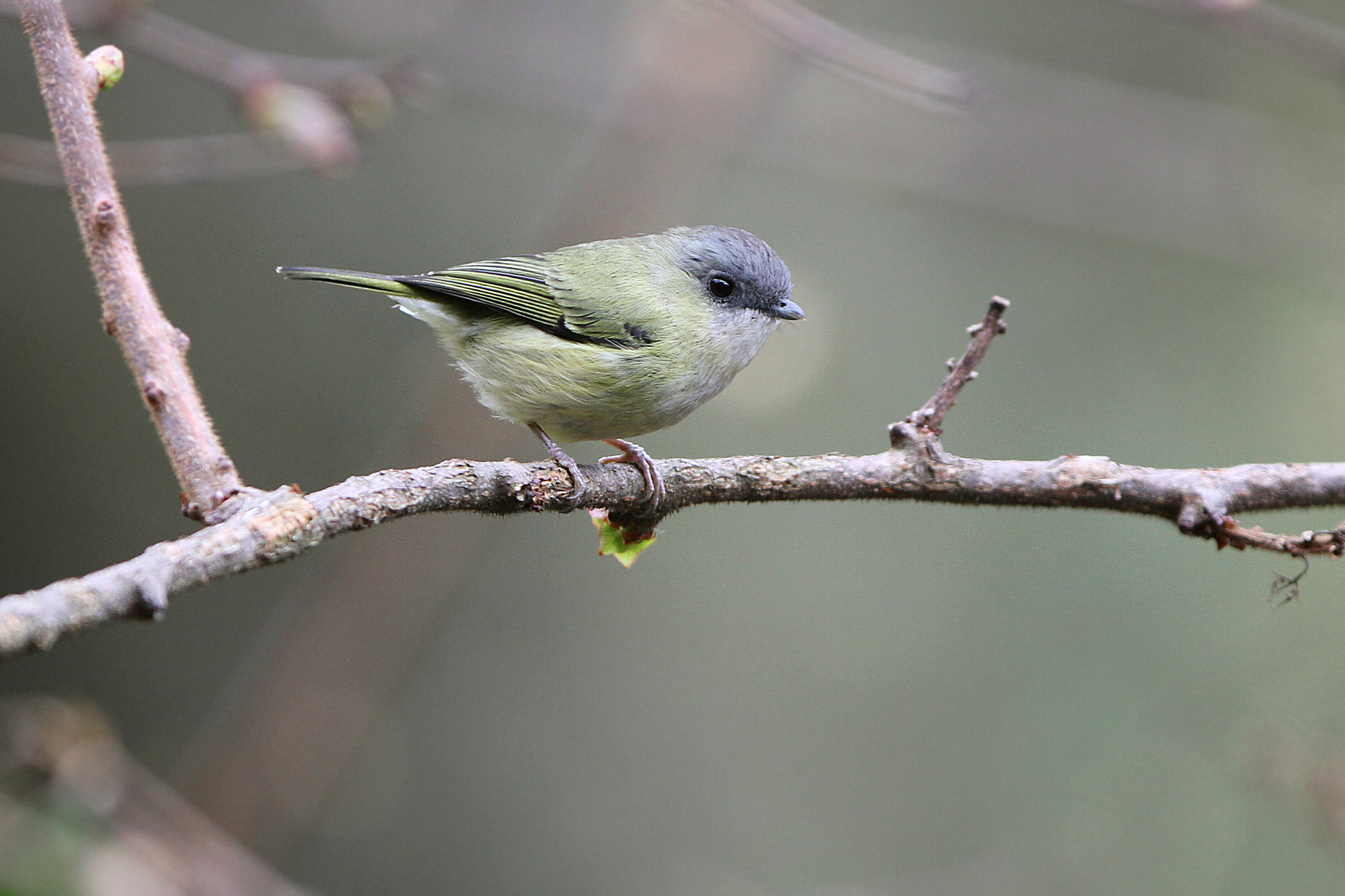 Green Shrike-babbler