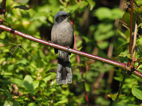 Beautiful Sibia (Heterophasia pulchella), photo 7