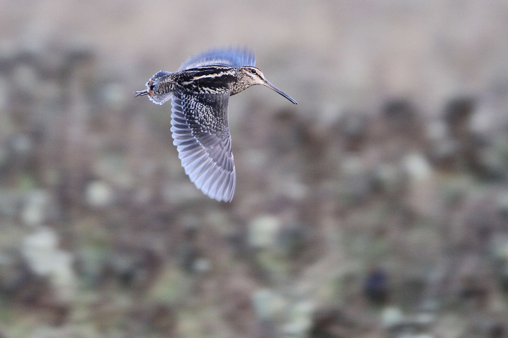 Wood Snipe