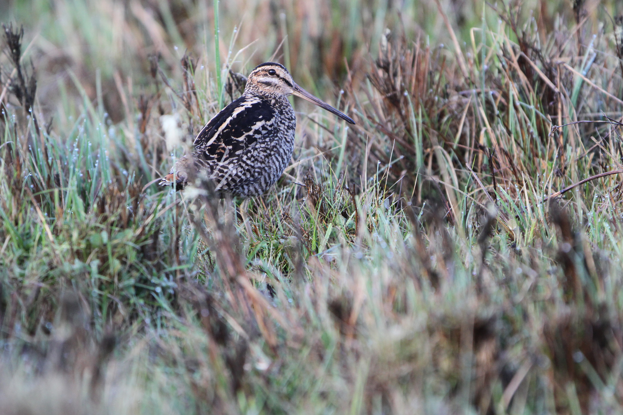 Wood Snipe