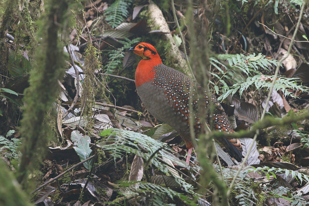 Blyth's Tragopan (Tragopan blythii)