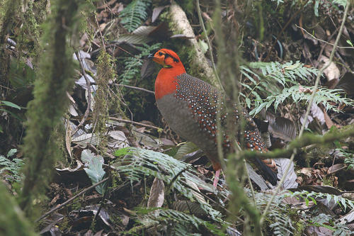 Blyth's Tragopan (Tragopan blythii)