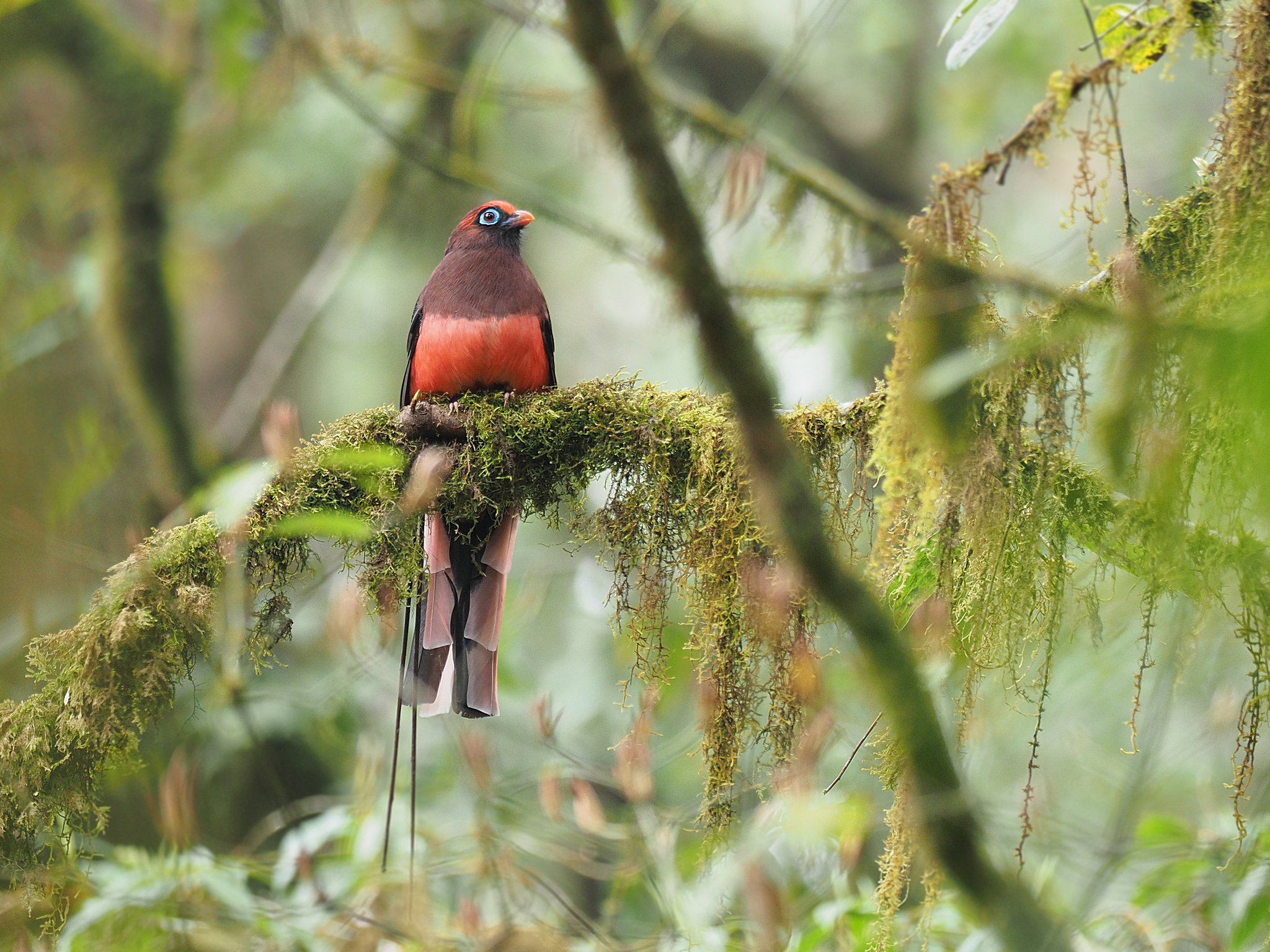 Ward's Trogon