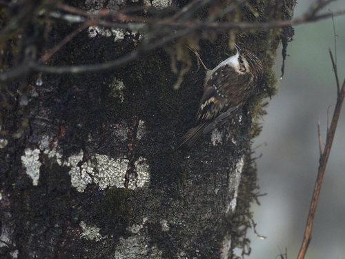 Hodgson's Treecreeper (Certhia hodgsoni)
