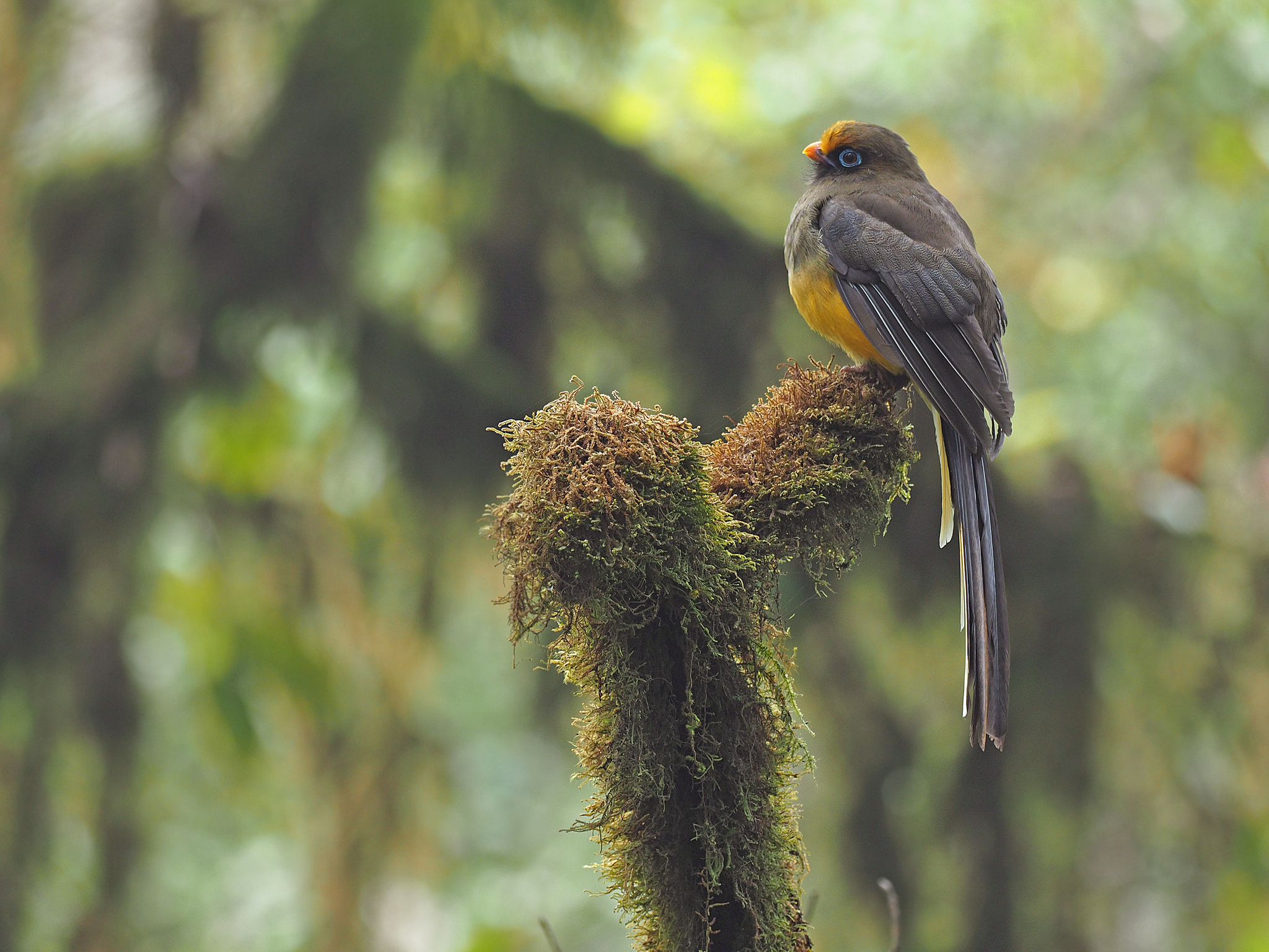 Ward's Trogon