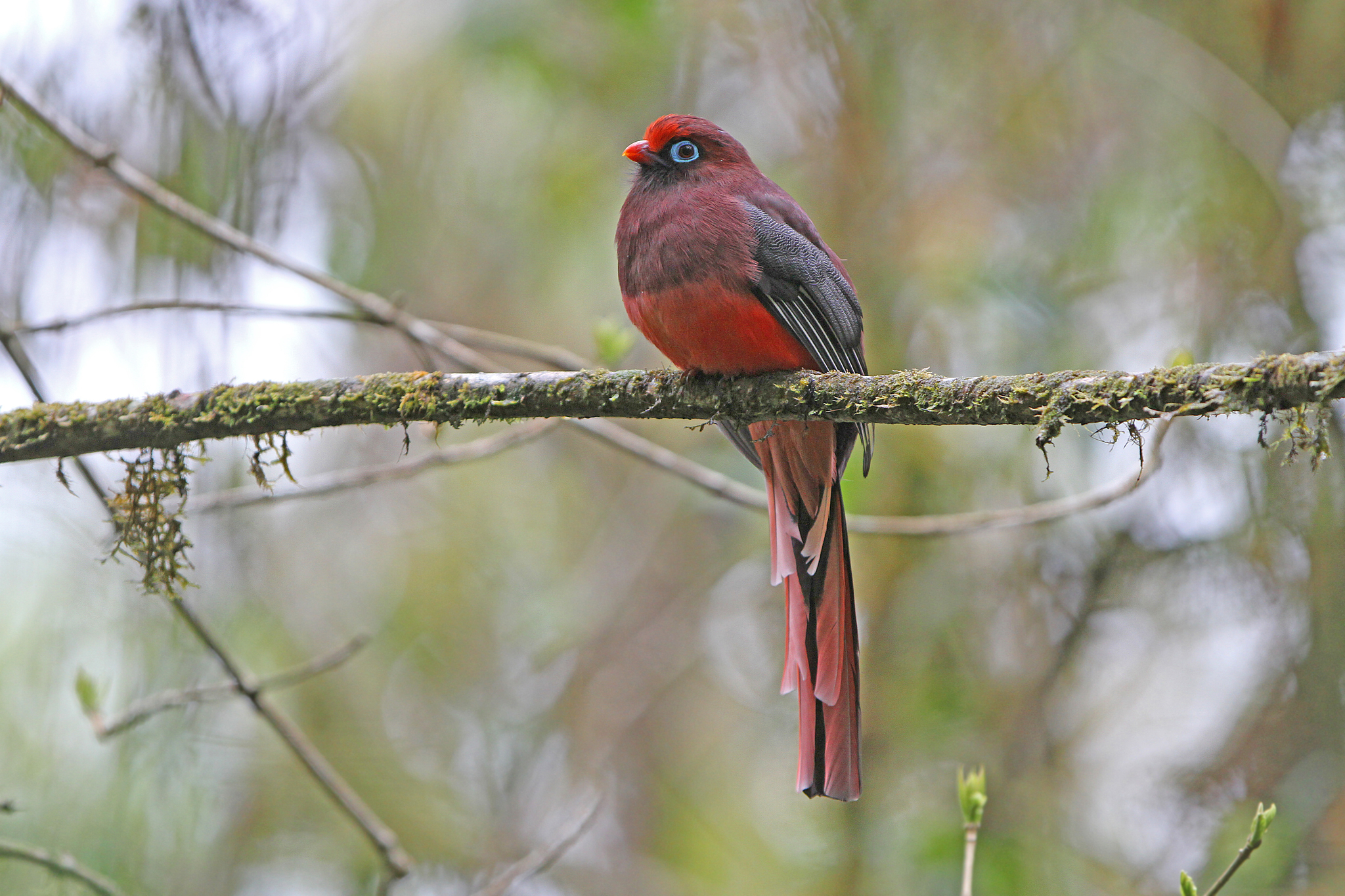 Ward's Trogon