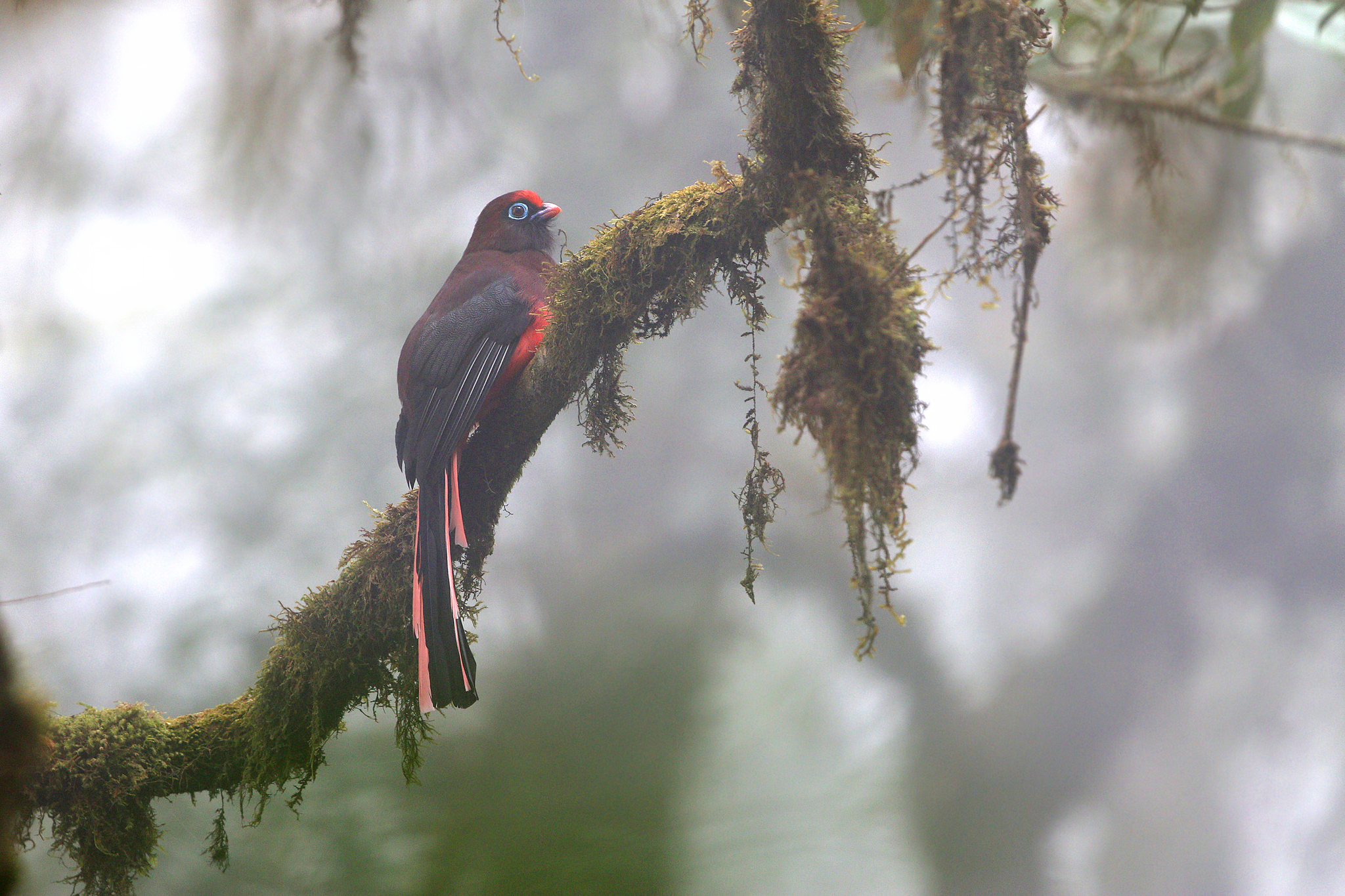 Ward's Trogon