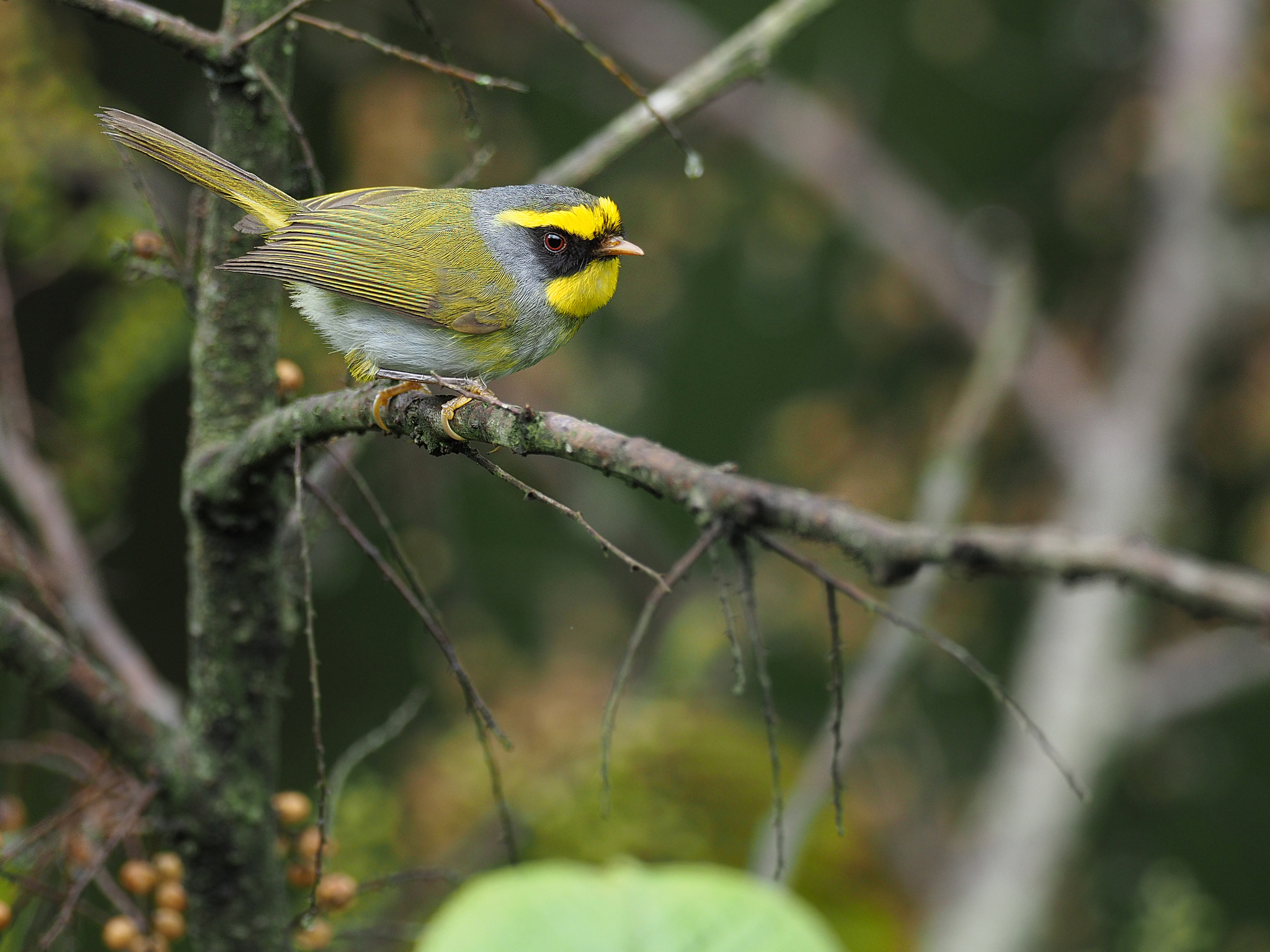 Black-faced Warbler