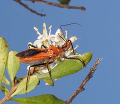 Gminatus