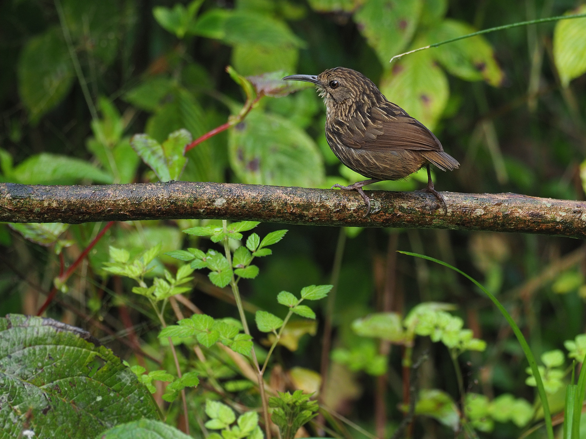 Long-billed Wren-Babbler