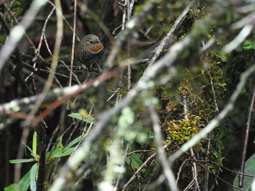 Mishmi Wren-Babbler (Spelaeornis badeigularis), photo 5