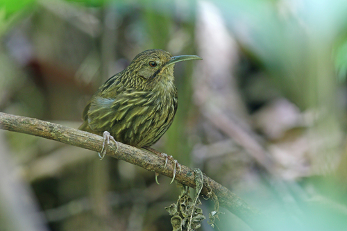 Long-billed Wren-Babbler (Napothera malacoptila), photo 3
