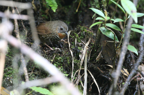 Mishmi Wren-Babbler (Spelaeornis badeigularis), photo 6